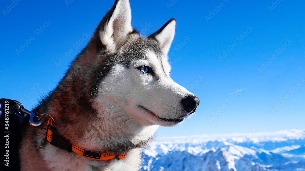Husky on top of the mountain. A husky dog with an orange collar on the top of the Alps with its owner against the background of clear blue sky and snowy peaks of the Alps. Looks into the distance. Husky on top of the mountain. A husky dog with an orange collar on the top of the Alps with its owner against the background of clear blue sky and snowy peaks of the Alps. Looks into the distance.