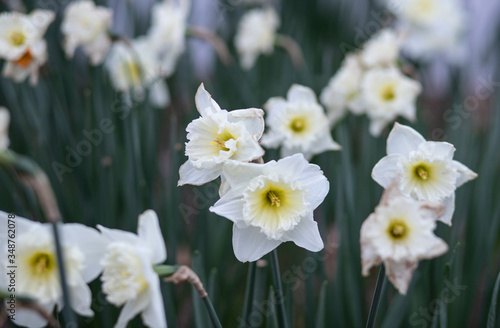 daffodils in the garden