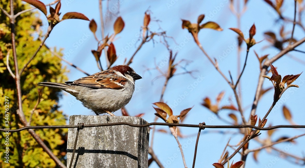 Obraz premium The house sparrow is a bird of the in most parts of the world. Females and young birds are coloured pale brown and grey, and males have brighter black, white, and brown markings.