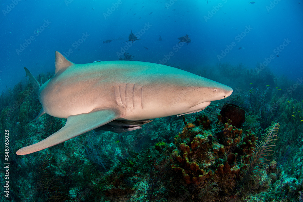 Sharks swimming arround Sharks swimming arround