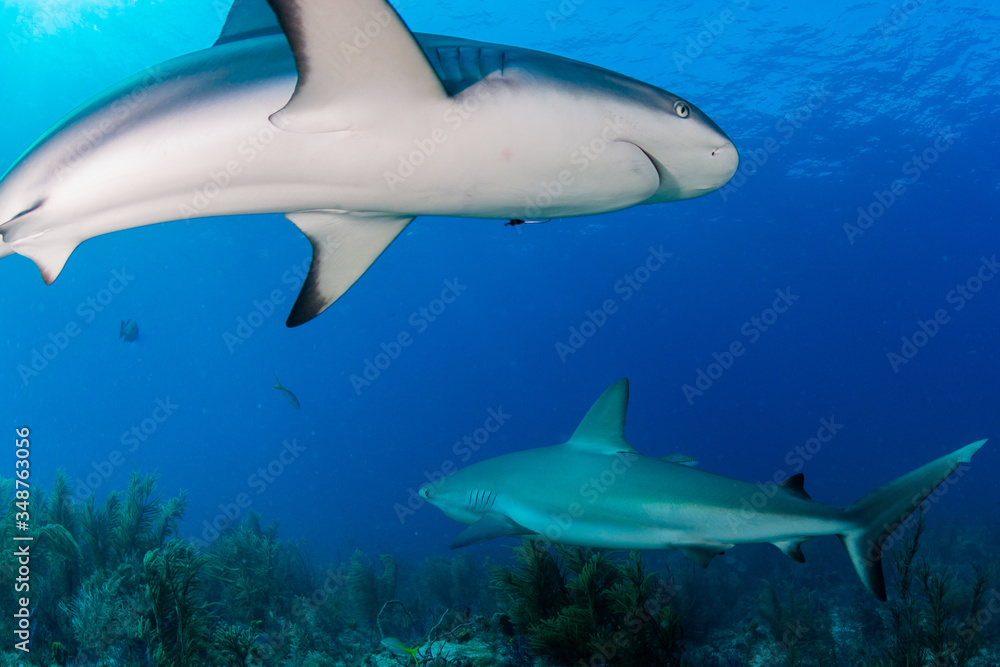 Obraz premium Reef Sharks swimming