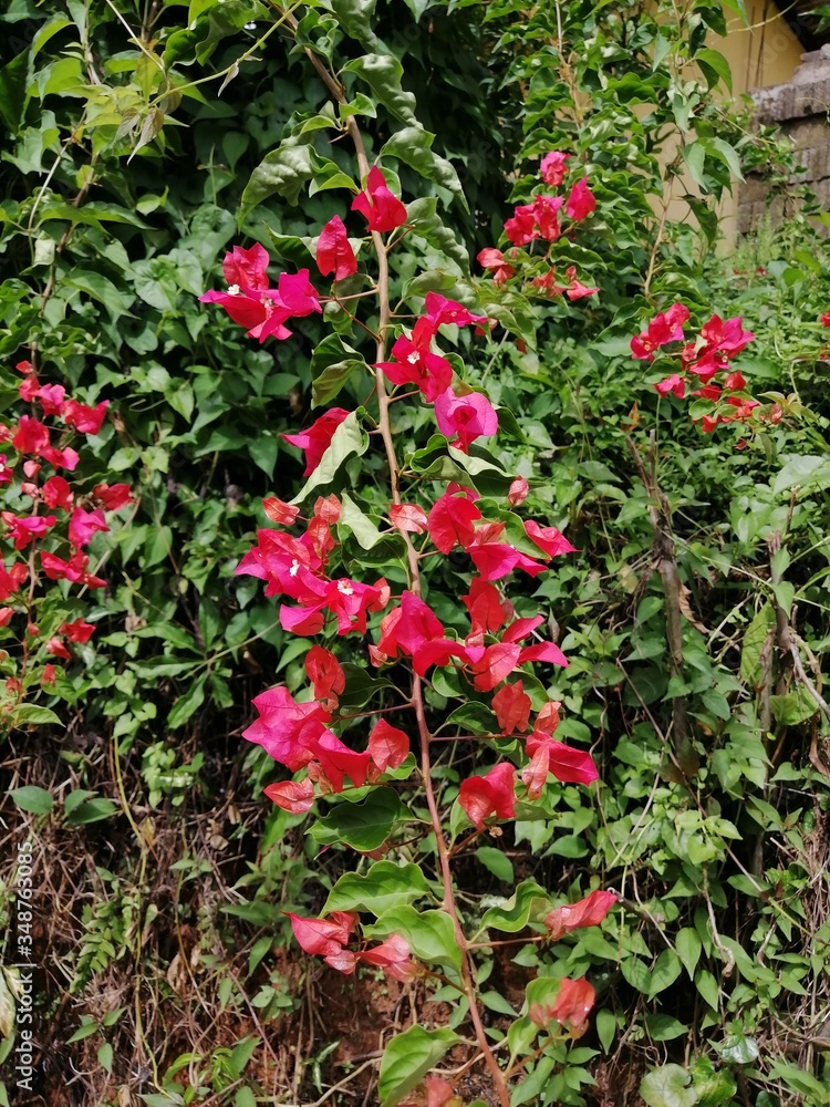 RARE red flowers in a garden
