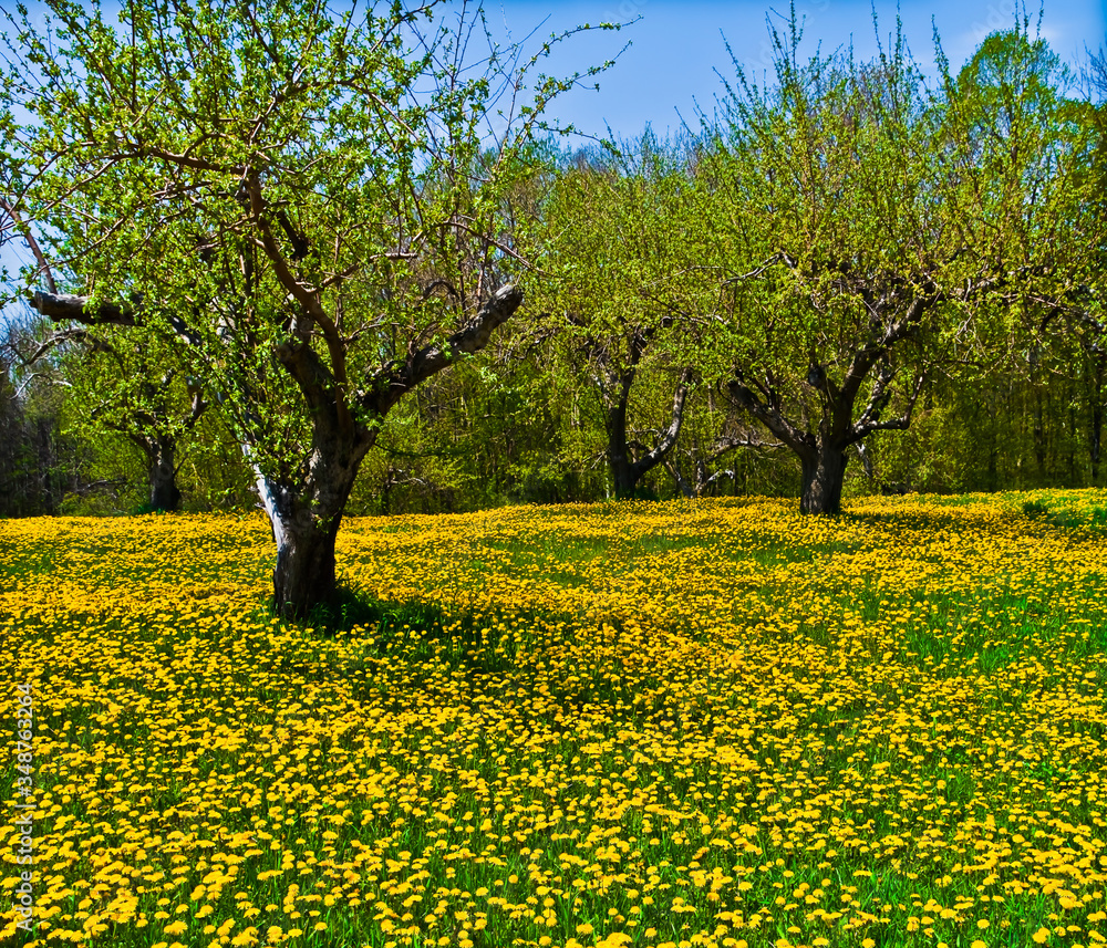 A Carpet of Dandelions Covering The Floor of an Apple Orchard in Door County, Egg Harbor, Wisconsin, USA A Carpet of Dandelions Covering The Floor of an Apple Orchard in Door County, Egg Harbor, Wisconsin, USA