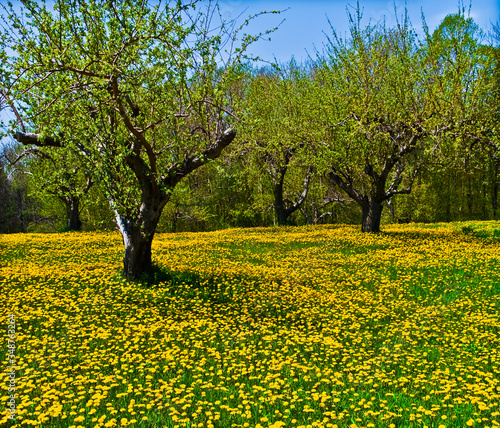 A Carpet of Dandelions Covering The Floor of an Apple Orchard in Door County, Egg Harbor, Wisconsin, USA