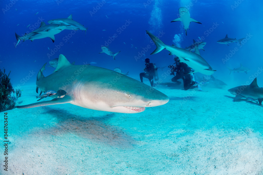 Fototapeta premium Sharks swimming arround