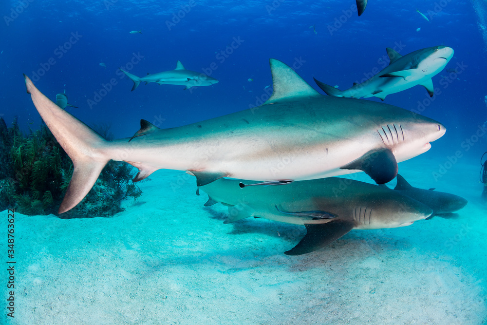 Fototapeta premium Sharks swimming arround