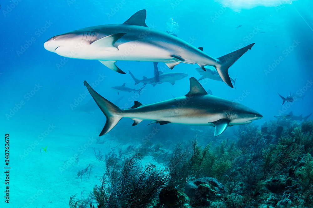 Fototapeta premium Reef Sharks swimming