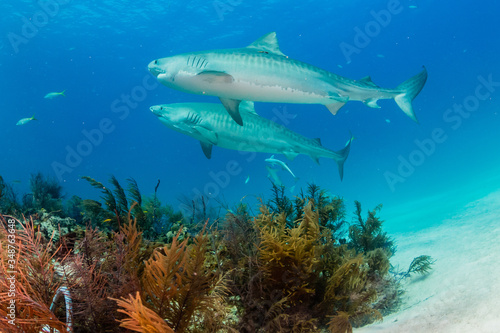 Fototapeta Naklejka Na Ścianę i Meble -  Tiger Shark swimming arround