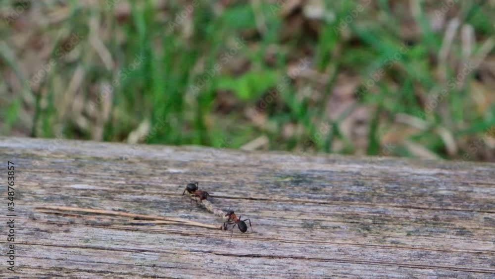 Close super slow motion side / top view. Two ants are carrying a wooden stick in teamwork. Fallen dead log on high grass lying in the woods on a sunny day. Close super slow motion side / top view. Two ants are carrying a wooden stick in teamwork. Fallen dead log on high grass lying in the woods on a sunny day.
