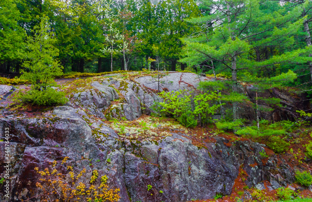 Obraz premium Granite Outcropping In The Forest on Cadillac Mountain, Mount Desert Island, Acadia National Park, Maine, USA