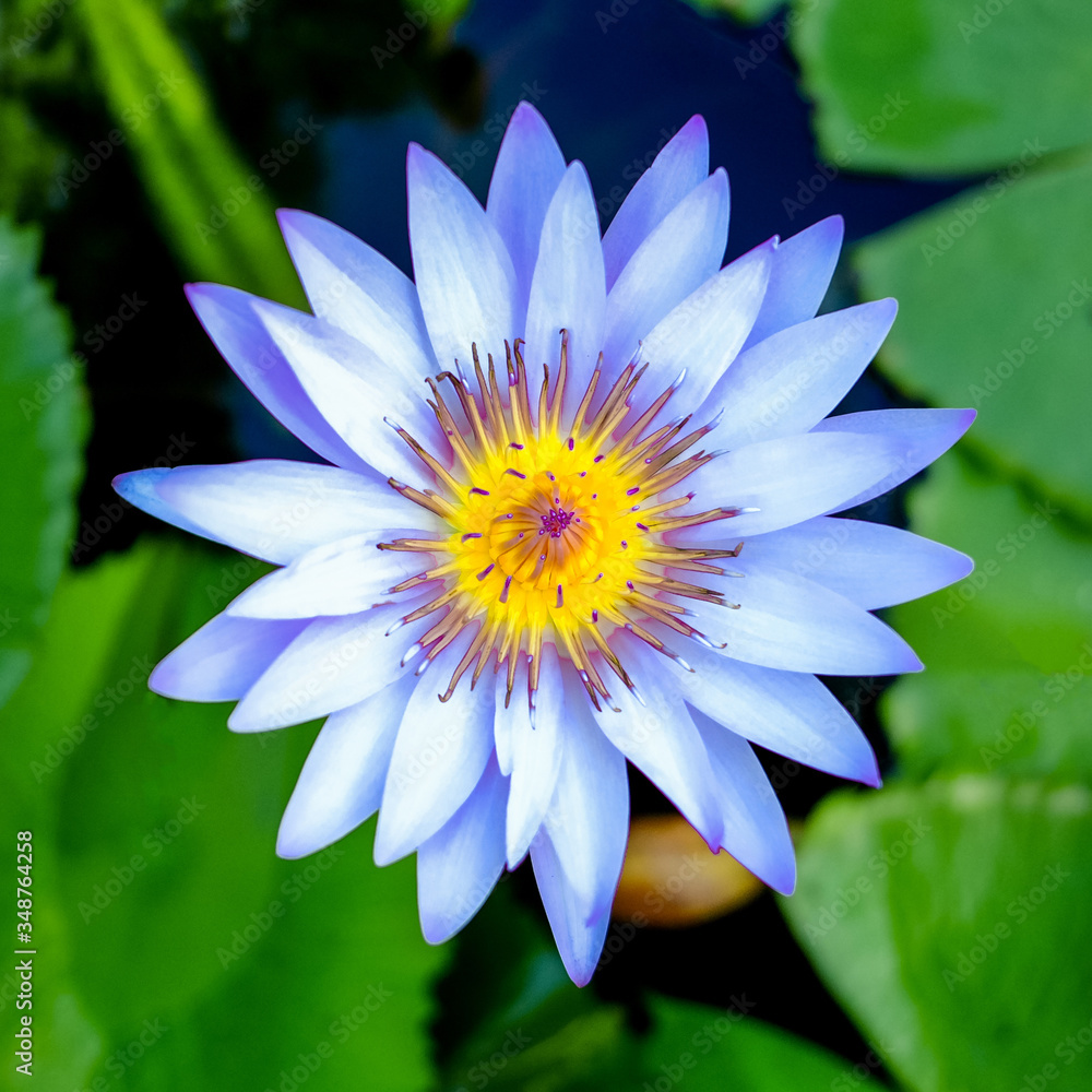 Top view of magenta blooming lotus flowers and green lotus leaf on a lotus pond, Flat lay and Macro of water Lilly background