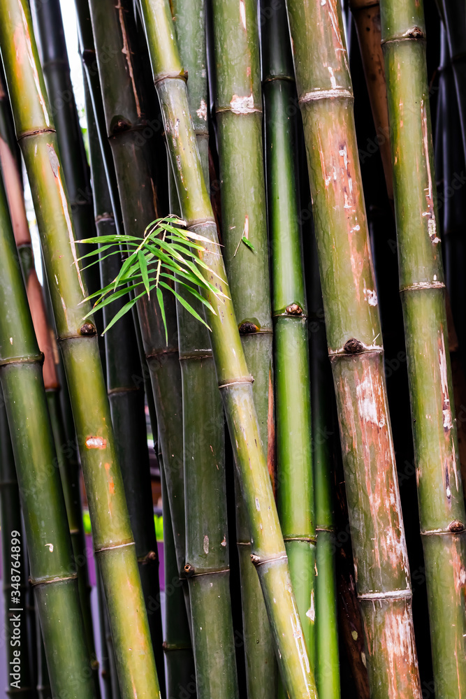 Obraz premium BAMBOO