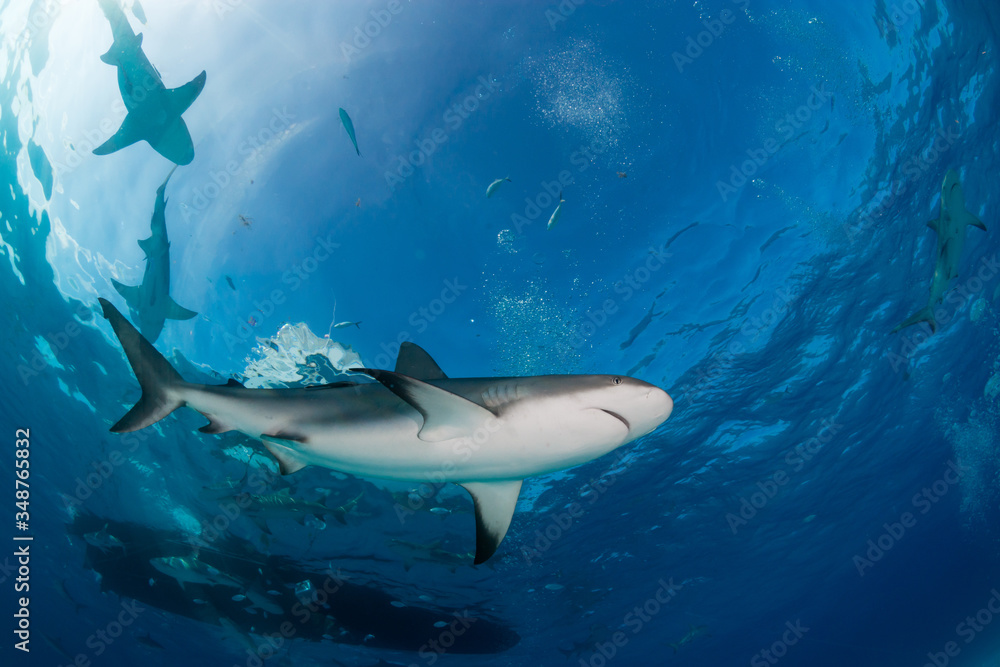 Fototapeta premium Reef Sharks swimming