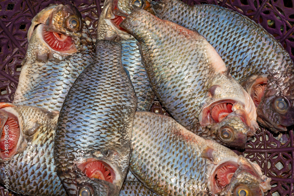 Freshly cut,descaled and cleaned tilapia fish in a plastic container. Freshly cut,descaled and cleaned tilapia fish in a plastic container.
