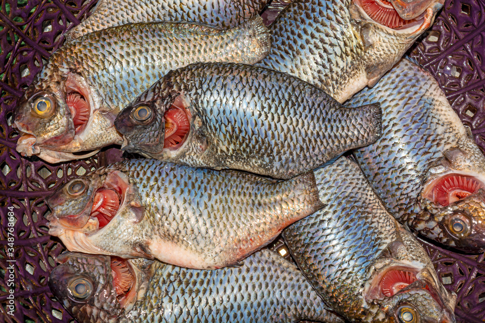 Freshly cut,descaled and cleaned tilapia fish in a plastic container. Freshly cut,descaled and cleaned tilapia fish in a plastic container.