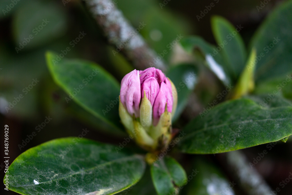 Bud of blooming plant in spring Bud of blooming plant in spring
