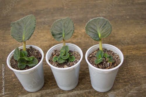 Slika na platnu African violet leaf propagation concept
