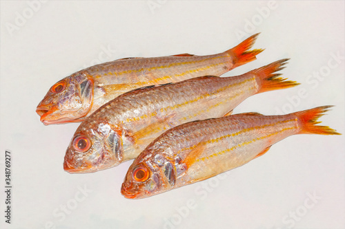 Fresh soldier croaker fish on white background.