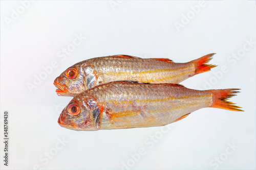 Fresh soldier croaker fish on white background. photo