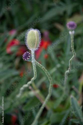 poppy seed head. Summer blooming poppy plant with ellipse shape flower bud closeup of fluffy surface