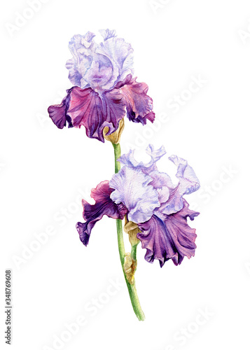Fototapeta Naklejka Na Ścianę i Meble -  Hand drawn watercolor illustration of Iris.