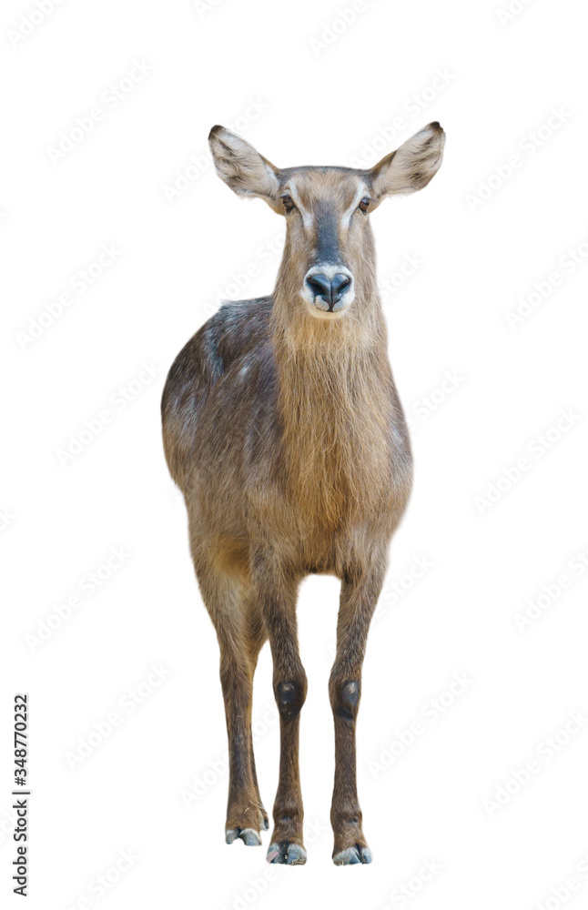 Obraz premium female waterbuck isolated