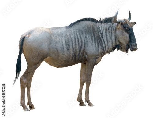 Tableau sur toile wildebeest isolated on white background