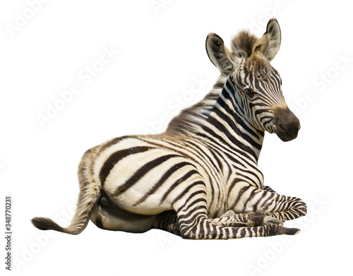 young zebra isolated