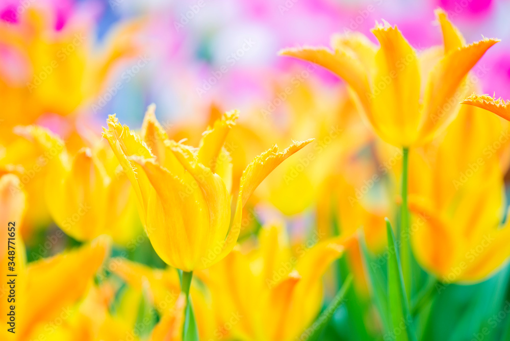Colorful spring-blooming tulips flowers in the garden. Spring wallpaper. Flower greeting cards background. Soft selective focus Colorful spring-blooming tulips flowers in the garden. Spring wallpaper. Flower greeting cards background. Soft selective focus