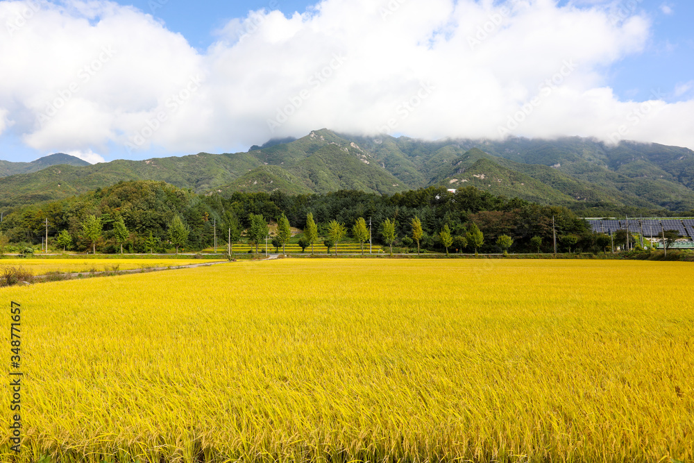 Autumn sky and yellow rice field landscape. Chungcheongbuk-do, South Korea