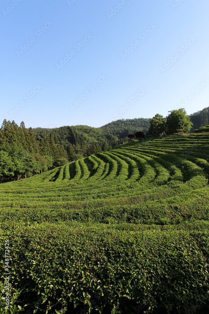 Green tea field in korea