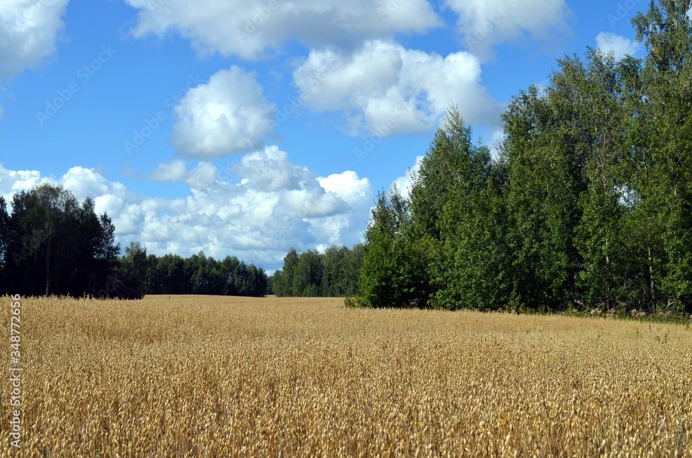 wheat field in the summer wheat field in the summer