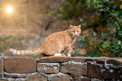 beautiful red cat on a brick wall against the background of nature.