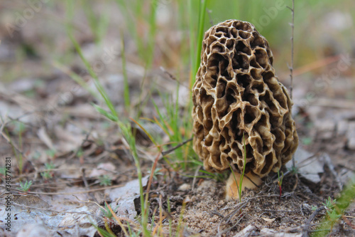 Morel mushroom