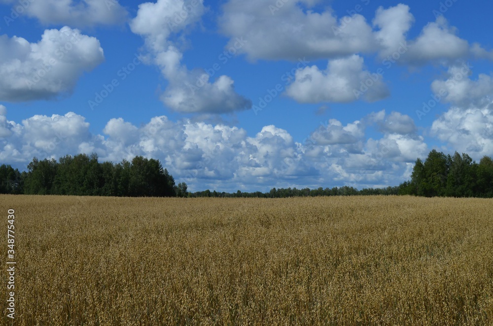 wheat field and blue sky wheat field and blue sky
