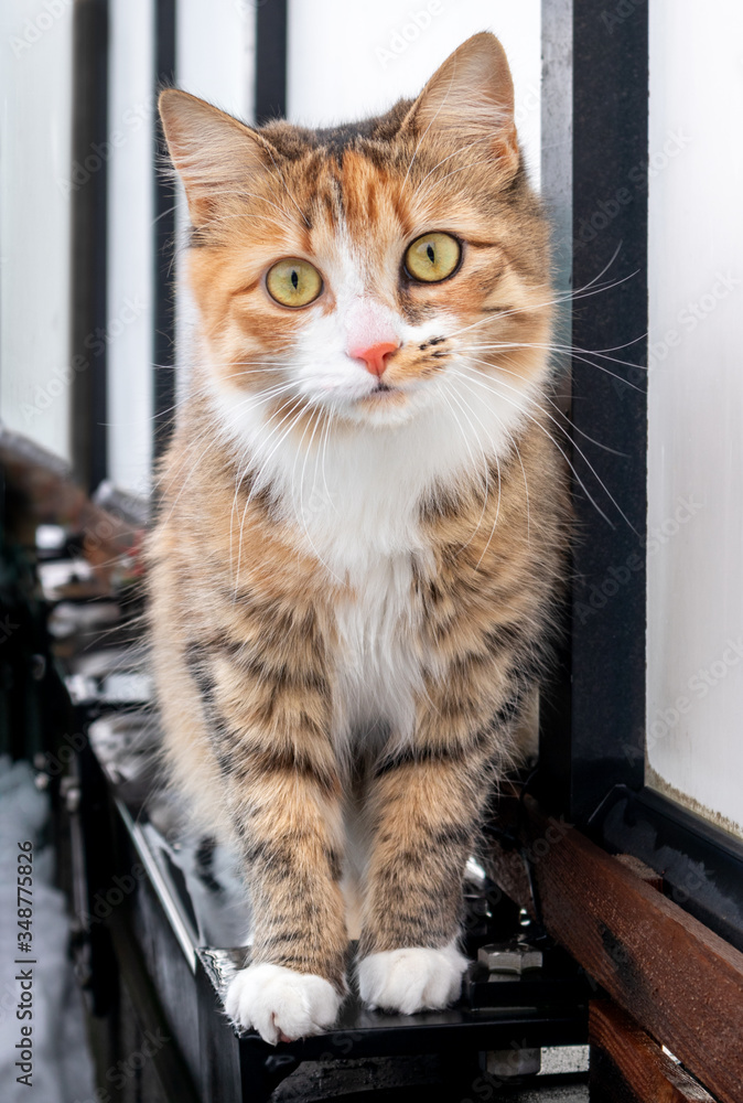 Front portrait of cute fluffy cat with yellow green eyes and long whiskers. Outdoors, on rooftop patio. 10 month old female kitten with intense curious look. Multicolored calico or torbie kitty.