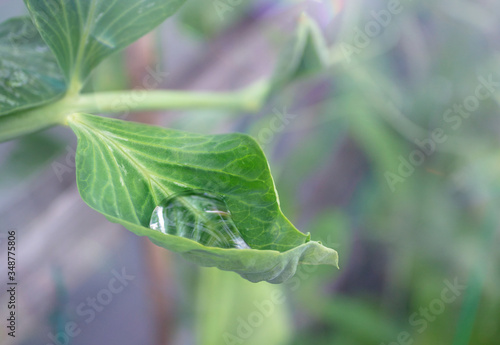 Quadro su tela Large beautiful transparent water drop collected inside a pea leaf