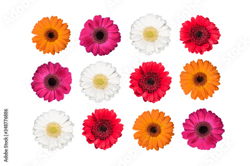 Set of colorful gerbera flowers isolated on white. 