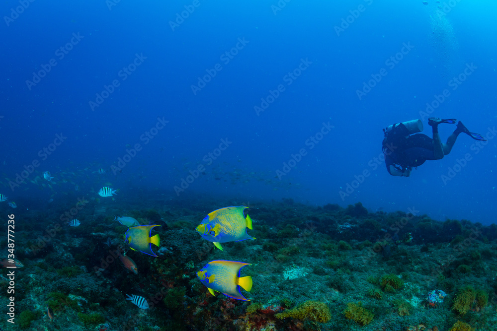 Fototapeta premium Ciliaris