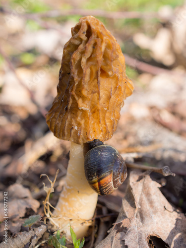 snail on morel