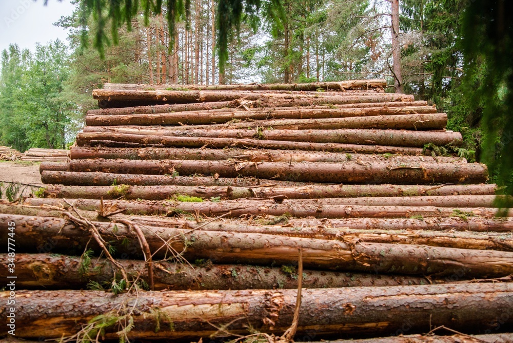 Sawn pine trunks lie on the grass Sawn pine trunks lie on the grass