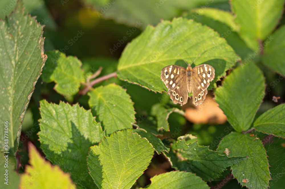 Waldbrettspiel (Pararge aegeria) Waldbrettspiel (Pararge aegeria)