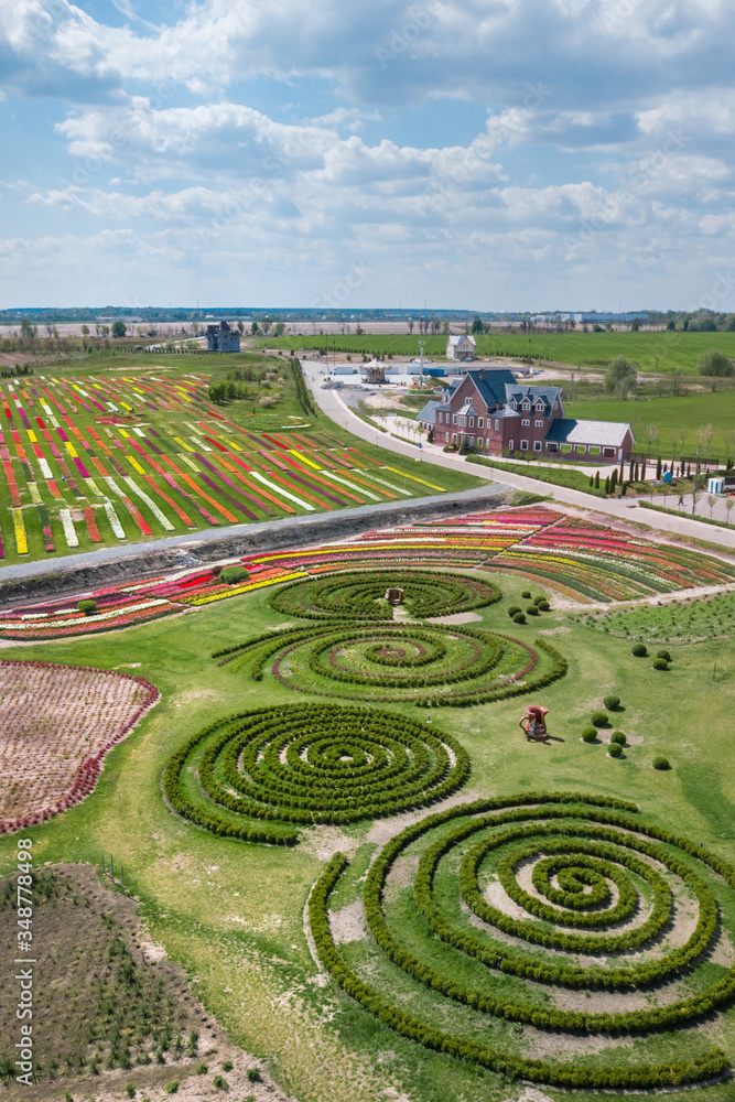 aerial view of green flower bed in the form of a maze and colorful tulip rows. drone shot. natural summer spring background