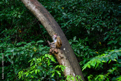 Photography A monkey sits in the wild among the trees.