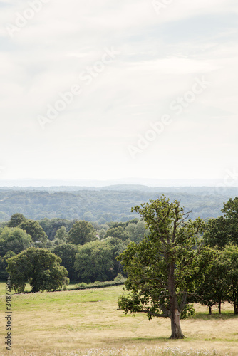trees in  field in the countryside of UK
