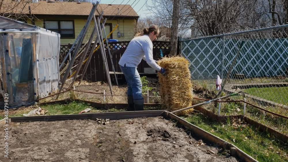 Home gardening - Man in glasses and ponytail wearing jeans and boots brings a ball of hay to be used as top cover layer in vegetable garden. Home gardening - Man in glasses and ponytail wearing jeans and boots brings a ball of hay to be used as top cover layer in vegetable garden.
