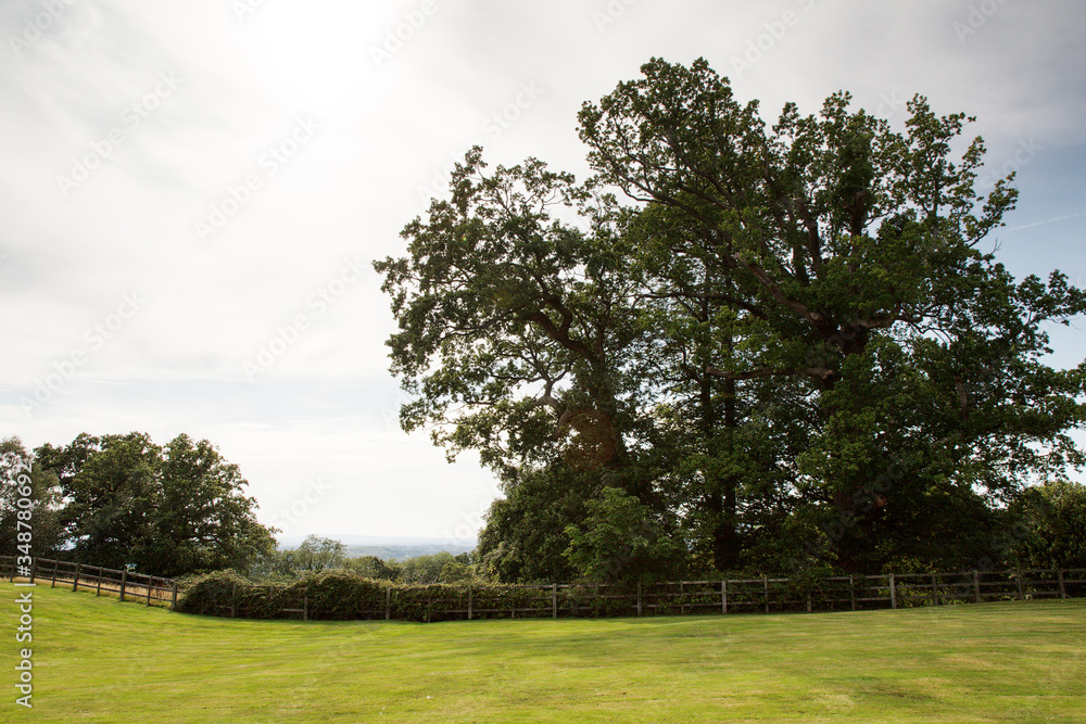 trees in field in the countryside of UK trees in field in the countryside of UK