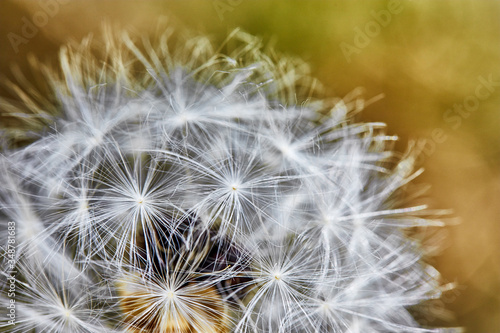 A macro shot of a dandelion on a yellow-green background. Close-up