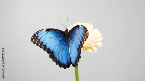 Slow motion of beautiful blue silk morpho butterfly opening wings on a daisy flower on grey background with copy space photo