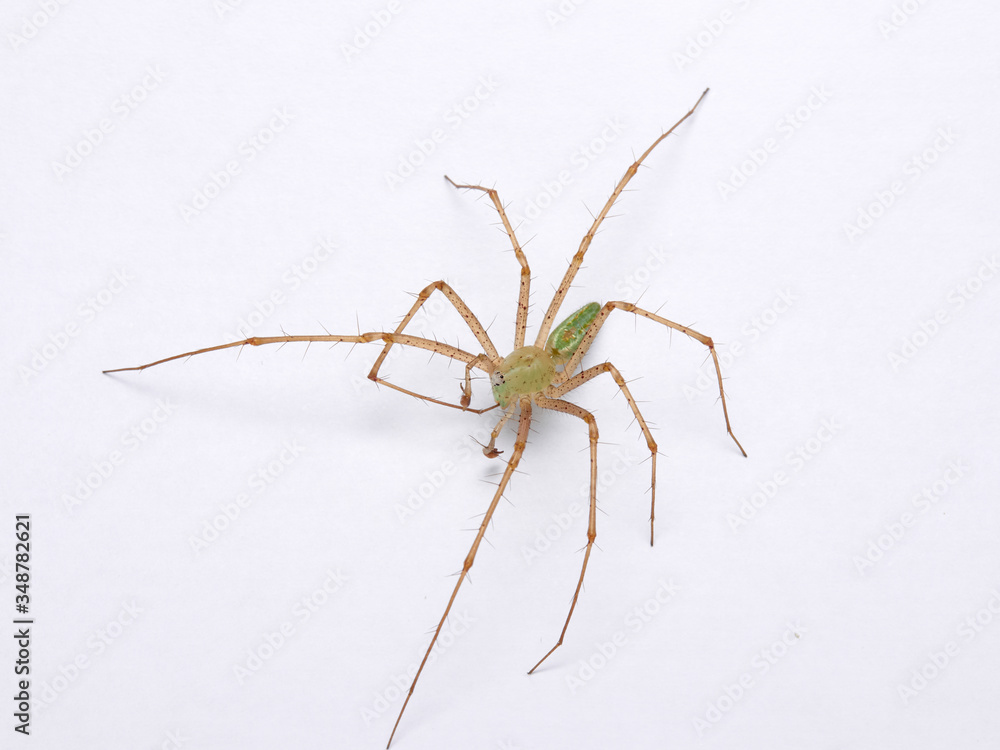 Green Lynx spider, Peucetia viridis Green Lynx spider, Peucetia viridis